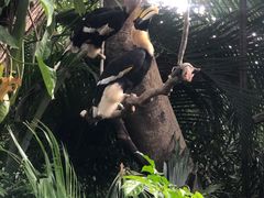 -广州长隆飞鸟乐园