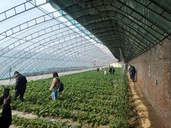 -甜心庄园·甜心草莓采摘园(西青中北店)