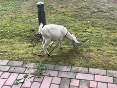 -上海佘山世茂艾美酒店