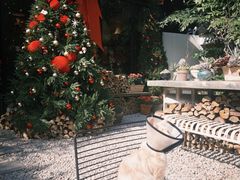 -自由生长植物工作室(深港花卉中心店)