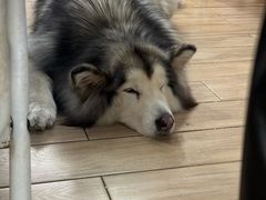 -李小姐の猫咖啡馆(五角场店)