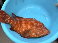 -凤城礼记鱼翅海鲜酒家(新马路总店)