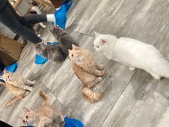 -楼上猫咖(罗湖店)