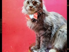 -猫色咖啡·猫咖