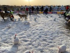 -绿野森林乐园冰雪季