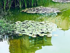 -新虹桥中心花园