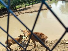 -泗洪洪泽湖湿地景区