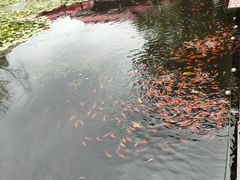 -茯茶镇