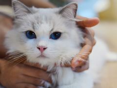 -瞄一喵猫咖(格力海岸店)