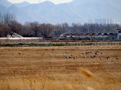 -野鸭湖国家湿地公园