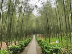 -大奇山国家森林公园