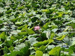 -长春市南湖公园