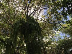 -Fern Forest Cafe