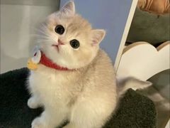 -猫十亿·布偶金渐层·曼基康矮脚猫舍(青年路店)