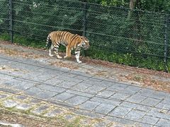 -深圳野生动物园