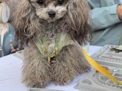 -上海神旺大酒店