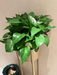 点击看大图 -薇兰专业脱毛连锁机构