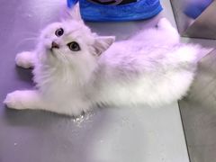 -极木²邸 人与宠物·互动社区