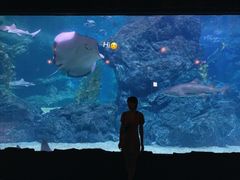 -暹罗海洋世界