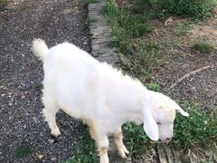 -田园东方蜜桃村的田野营地