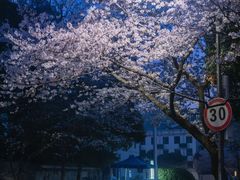-武汉大学-樱园