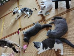 -泰国佛·塔罗·泰牌狐仙古曼