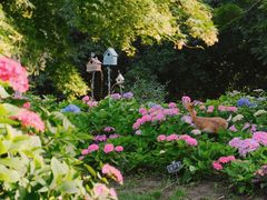 -上海共青森林公园