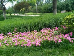 -武清南湖绿博园