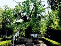 -上海佘山国家森林公园天马山园