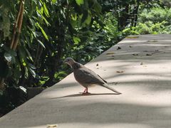 -九龙公园