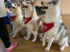 -Husky Go! 哈士奇体验馆·宠物咖啡厅狗咖