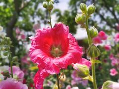 -上海滨江森林公园