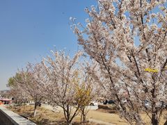 -樱花山风景区