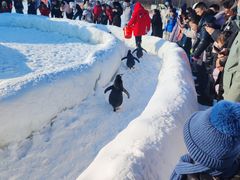 -绿野森林乐园冰雪季
