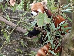 -都江堰中华大熊猫苑