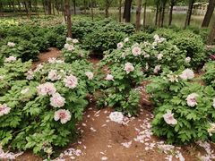-石家庄市植物园