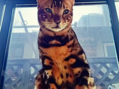 -MOCHA明星猫咖(田子坊店)