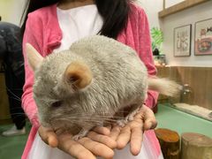 -藦茜花园宠物主题亲子互动体验馆(国顺东路店)