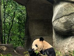 -中国大熊猫保护研究中心雅安碧峰峡基地