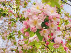 -海棠花溪(元大都城垣遗址公园)