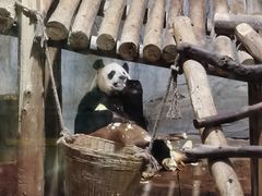 -深圳野生动物园