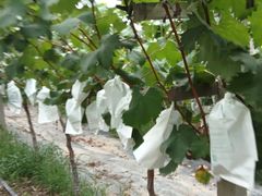 -马陆小张葡萄园农家乐