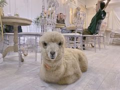 -共舞时光猫咖·狗咖(新街口店)