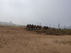 -鄂尔多斯野生动物园