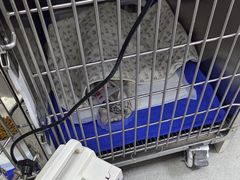 -中农国际动物医院24小时·猫科·骨科·急重症中心