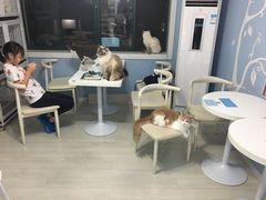 -喵的天空名猫咖啡馆·撸猫·猫舍·用品