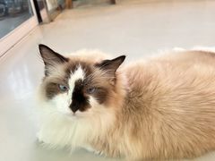 -豆逗聊愈猫阁Easy Life