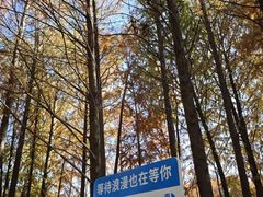 -上海海湾国家森林公园