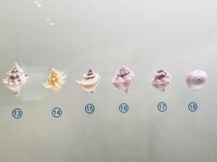 -青岛贝壳博物馆