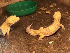 -上海大自然野生昆虫馆